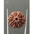 7 Mukhi Certified Nepali Rudraksha Size- 24 mm