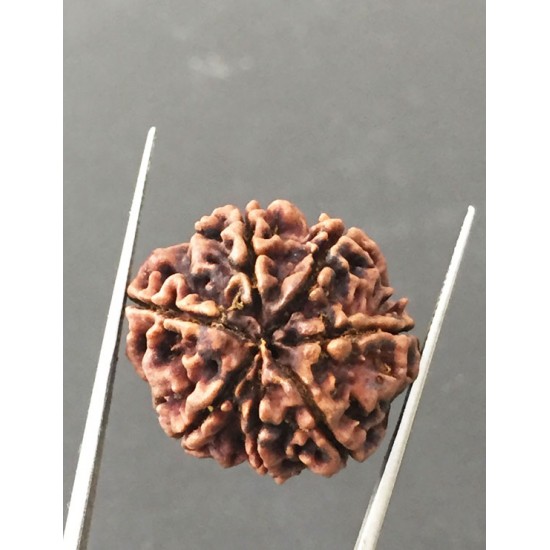 7 Mukhi Certified Nepali Rudraksha Size- 24 mm