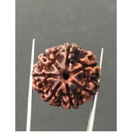 7 Mukhi Certified Nepali Rudraksha Size- 24 mm