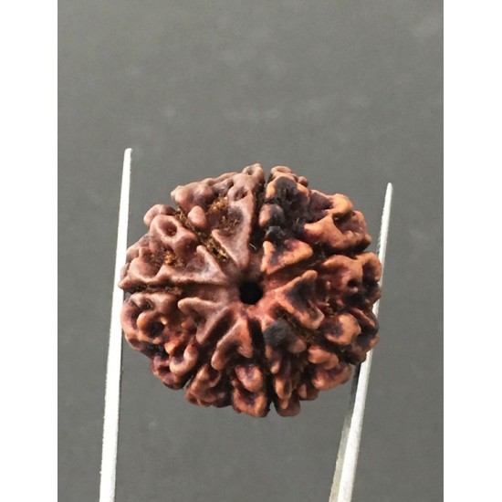 7 Mukhi Certified Nepali Rudraksha Size- 24 mm