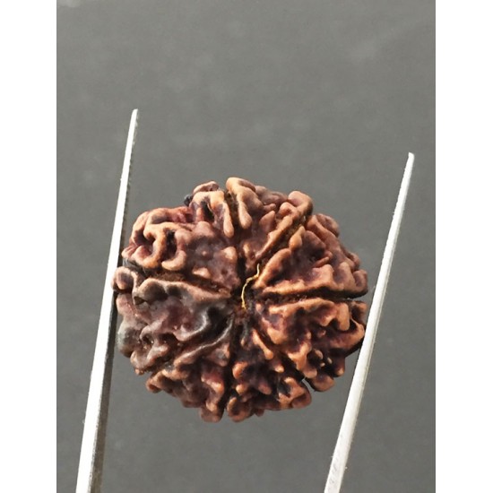 7 Mukhi Certified Nepali Rudraksha Size- 24 mm