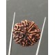 7 Mukhi Certified Nepali Rudraksha Size- 24 mm