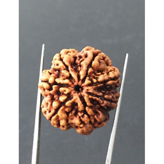 7 Mukhi Certified Nepali Rudraksha Size- 24.7 mm