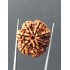 7 Mukhi Certified Nepali Rudraksha Size- 24.7 mm