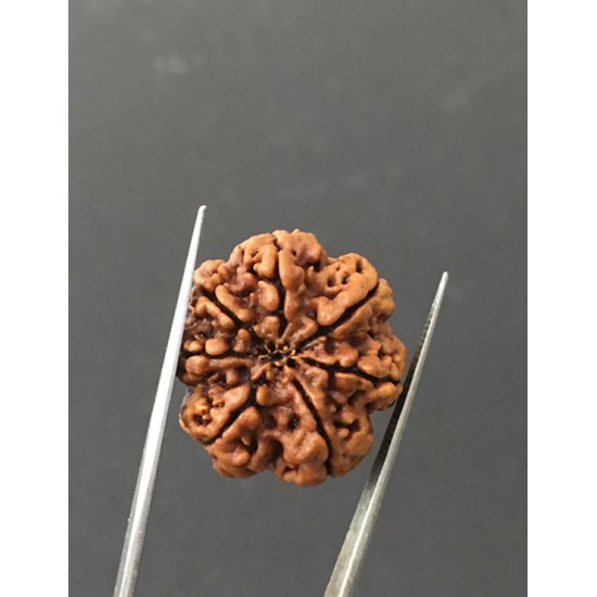 7 Mukhi Certified Nepali Rudraksha Size- 24.7 mm