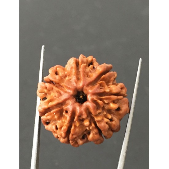 7 Mukhi Certified Nepali Rudraksha Size- 23.7 mm