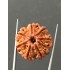 7 Mukhi Certified Nepali Rudraksha Size- 23.7 mm