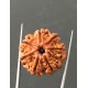 7 Mukhi Certified Nepali Rudraksha Size- 23.7 mm