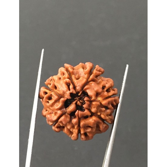 7 Mukhi Certified Nepali Rudraksha Size- 23.7 mm