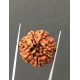 7 Mukhi Certified Nepali Rudraksha Size- 23.7 mm