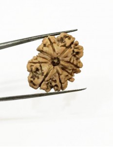 7 Mukhi Certified Nepali Rudraksha Traditionally used as prayer beads in hinduism. 7 mukhi certified nepali rudraksha