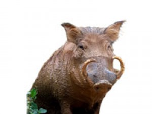 जंगली सूअर के दांत का लॉकेट धारण करने के चमत्कारी फायदे और सिद्ध करने की विधि।।