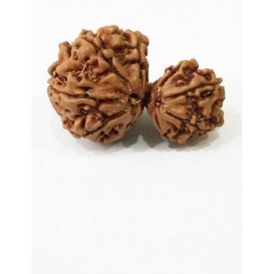 Gauri Shankar Rudraksha Certified (Nepal Origin) King Size Premium Quality