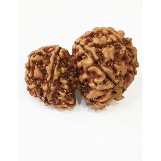 Gauri Shankar Rudraksha Certified (Nepal Origin) King Size Premium Quality