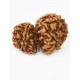 Gauri Shankar Rudraksha Certified (Nepal Origin) King Size Premium Quality