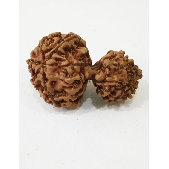 Gauri Shankar Rudraksha Certified (Nepal Origin) King Size Premium Quality