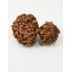 Gauri Shankar Rudraksha Certified (Nepal Origin) King Size Premium Quality