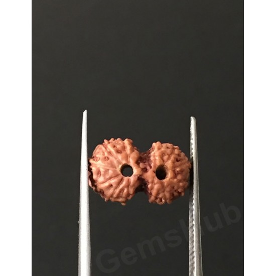 Gauri Shankar Rudraksha Certified (Indonesian Origin) Size-12.5 mm