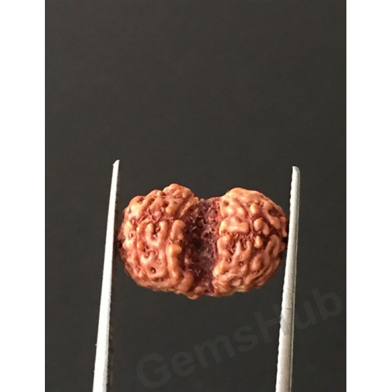 Gauri Shankar Rudraksha Certified (Indonesian Origin) Size-12.5 mm