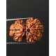 GauriShankar Rudraksha Certified (Nepal Origin) Size-25.50 mm