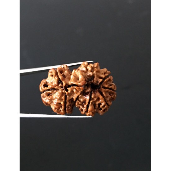 GauriShankar Rudraksha Certified (Nepal Origin) Size-25.50 mm