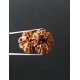 GauriShankar Rudraksha Certified (Nepal Origin) Size-25.50 mm