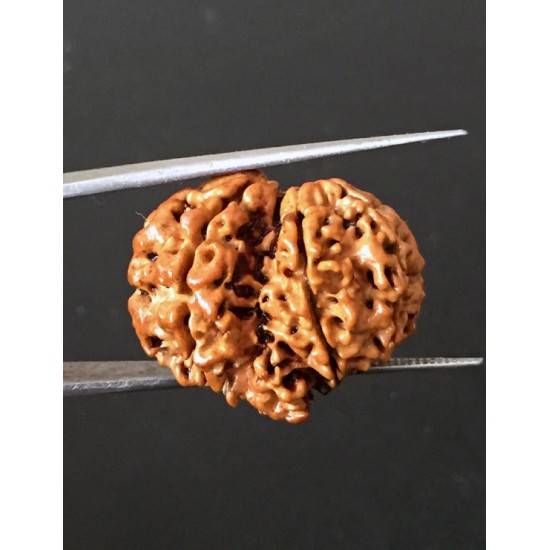 GauriShankar Rudraksha Certified (Nepal Origin) Size-25.50 mm