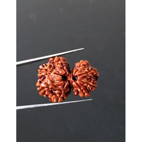 GauriShankar Rudraksha Certified (Nepal Origin) Size-25.30 mm