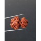 GauriShankar Rudraksha Certified (Nepal Origin) Size-25.30 mm