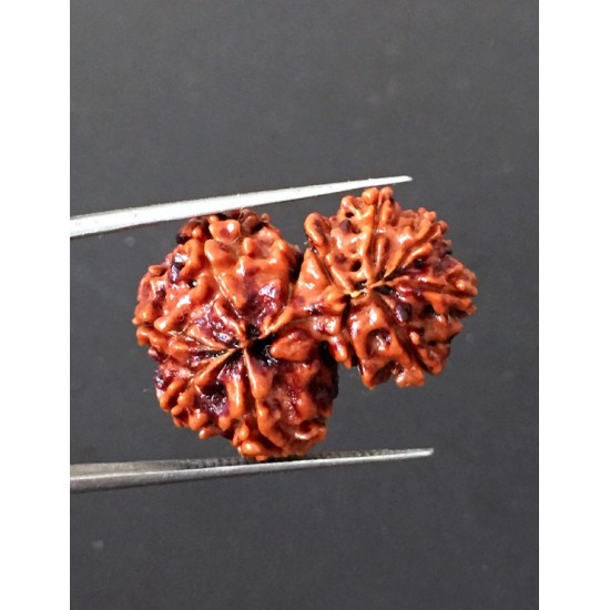 GauriShankar Rudraksha Certified (Nepal Origin) Size-25.30 mm