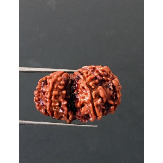 GauriShankar Rudraksha Certified (Nepal Origin) Size-25.30 mm