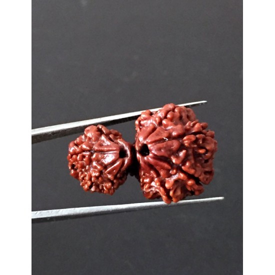 GauriShankar Rudraksha Certified (Nepal Origin) 