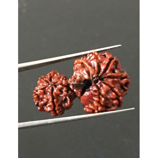 GauriShankar Rudraksha Certified (Nepal Origin) 