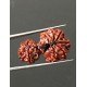 GauriShankar Rudraksha Certified (Nepal Origin) 