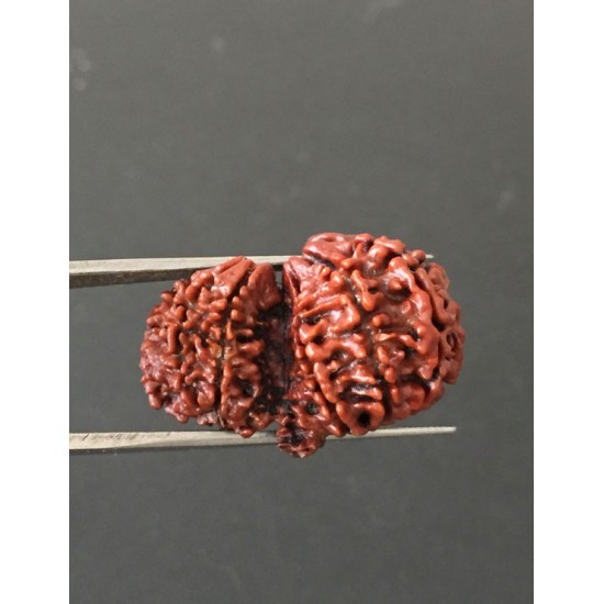 GauriShankar Rudraksha Certified (Nepal Origin) 