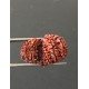 GauriShankar Rudraksha Certified (Nepal Origin) 