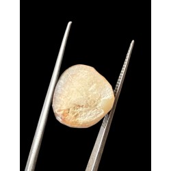 Machmani Stone, मकरधवज रत्न, मछ मणि, Muktamani, Weight - 8.00 ct to 10.00 ct 