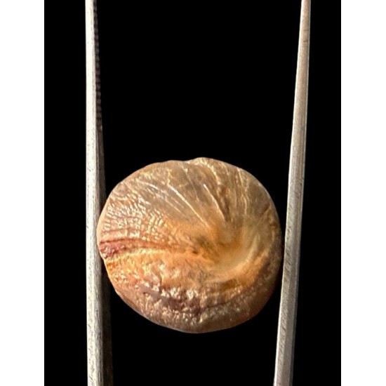 Machmani Stone, मकरधवज रत्न, मछ मणि, Muktamani, Weight - 17.10 ct