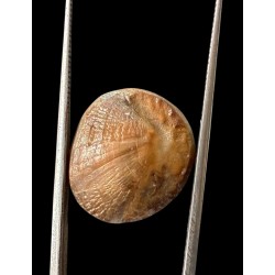 Machmani Stone, मकरधवज रत्न, मछ मणि, Muktamani, Weight  17.90 ct  