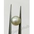 South Sea Pearl - 5.84 ct (6.50 ratti)