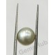 South Sea Pearl - 6.50 ct (7.25 ratti)