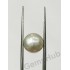 South Sea Pearl - 7.06 ct (7.90 ratti)