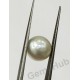 South Sea Pearl - 7.06 ct (7.90 ratti)