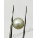 South Sea Pearl - 9.66 ct (10.65 ratti)