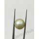 South Sea Pearl - 12.64 ct (14.00 ratti)