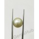 South Sea Pearl - 12.64 ct (14.00 ratti)