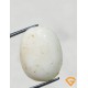 7 ratti/6.31 ct Natural Certified  White Coral/सफ़ेद मूंगा 