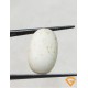 8.25 ratti/7.28 ct Natural Certified White Coral/सफ़ेद मूंगा 8.25 ratti/7.28 ct Natural Certified White Coral/सफ़ेद मूंगा