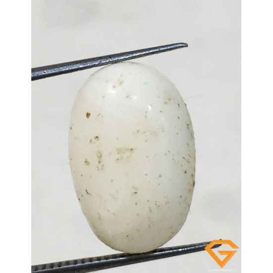 8.50 ratti/7.67 ct Natural Certified White Coral/सफ़ेद मूंगा 8.50 ratti/7.67 ct Natural Certified White Coral/सफ़ेद मूंगा