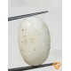 8.50 ratti/7.67 ct Natural Certified White Coral/सफ़ेद मूंगा 8.50 ratti/7.67 ct Natural Certified White Coral/सफ़ेद मूंगा